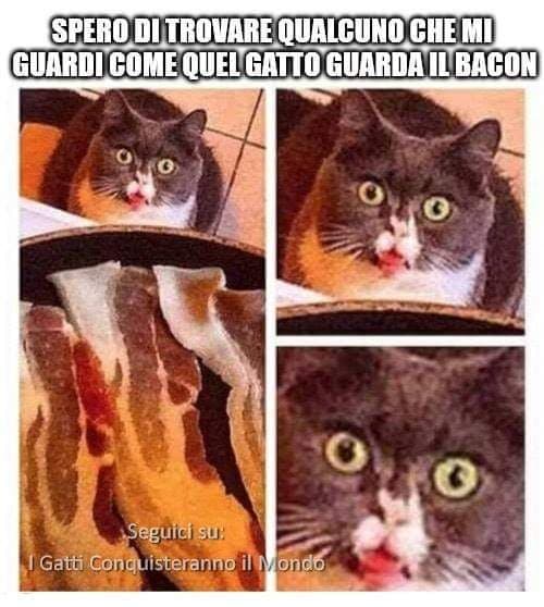 Vita da gatto matto ? 