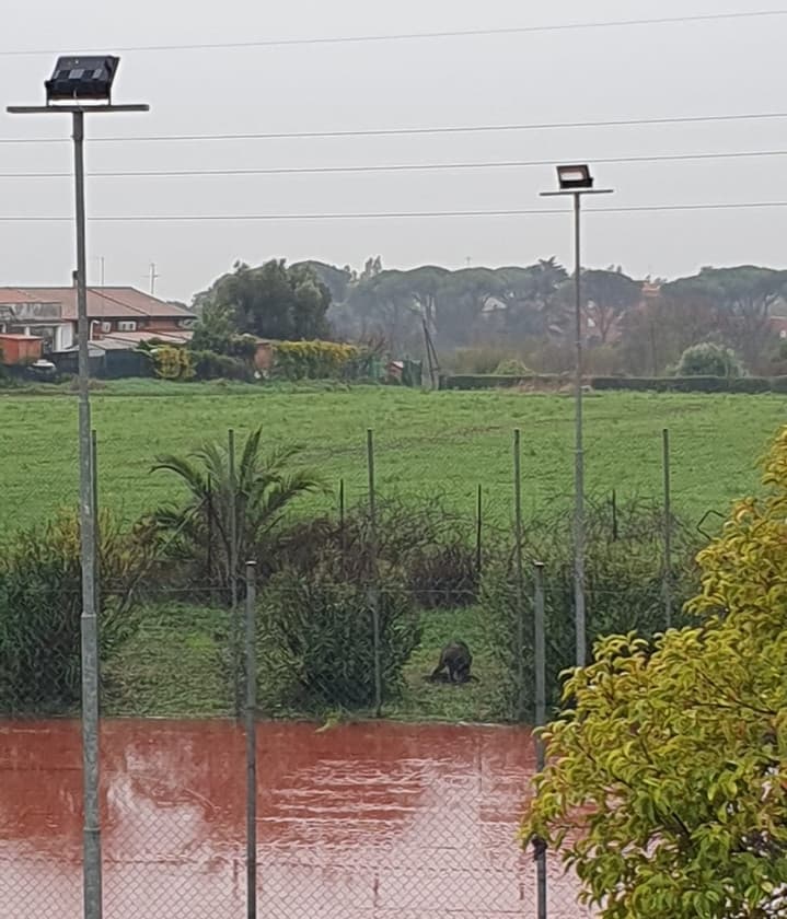 Un cinghiale selvatico è apparso nel bel mezzo del campo da calcio della scuola