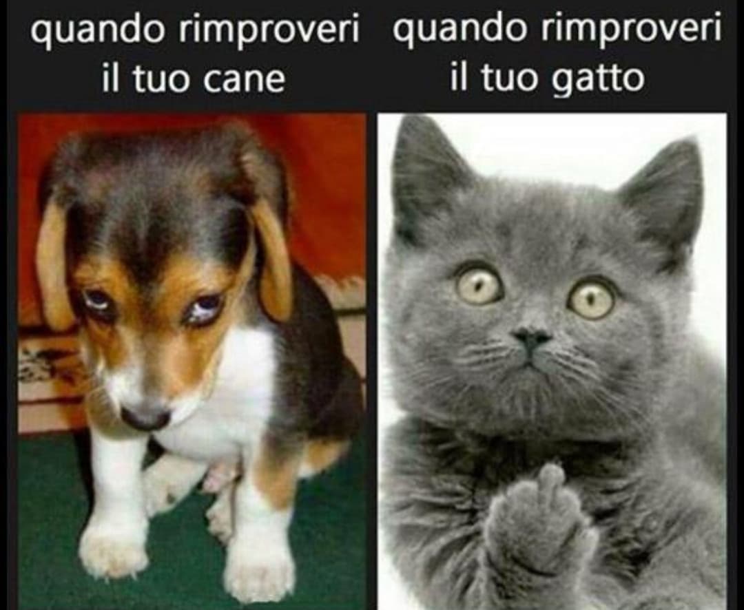 Gatto infame ?