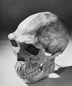 Sinanthropus pekinensis