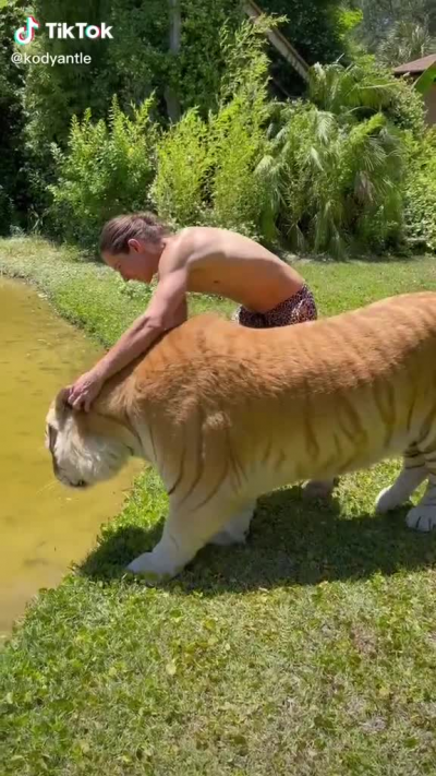 Una tigre gattizzata