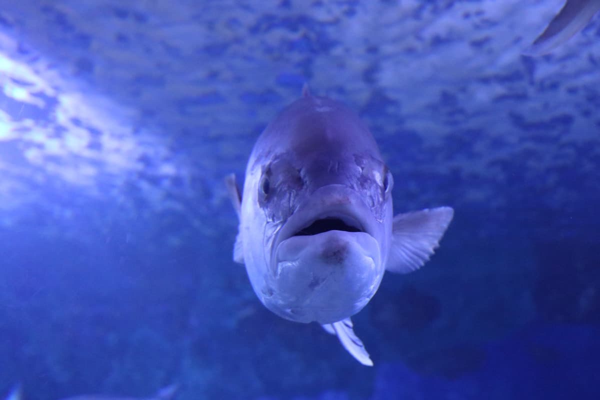 Sono andata a fare foto all'acquario, sto pesce mi spezza