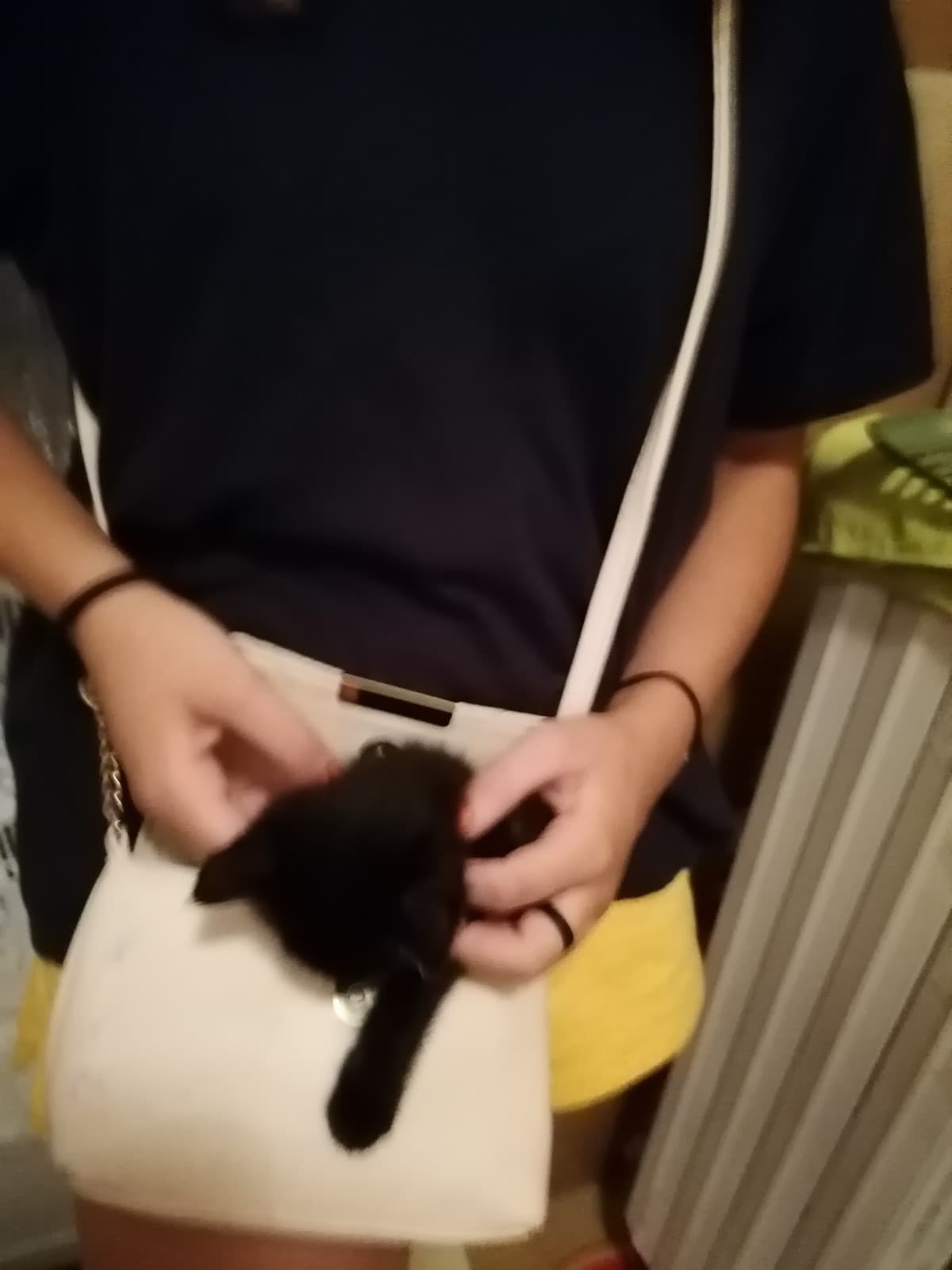 Si ho messo un gatto nella borsa hihiihi