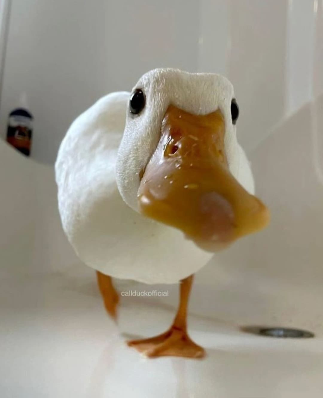 Quack?