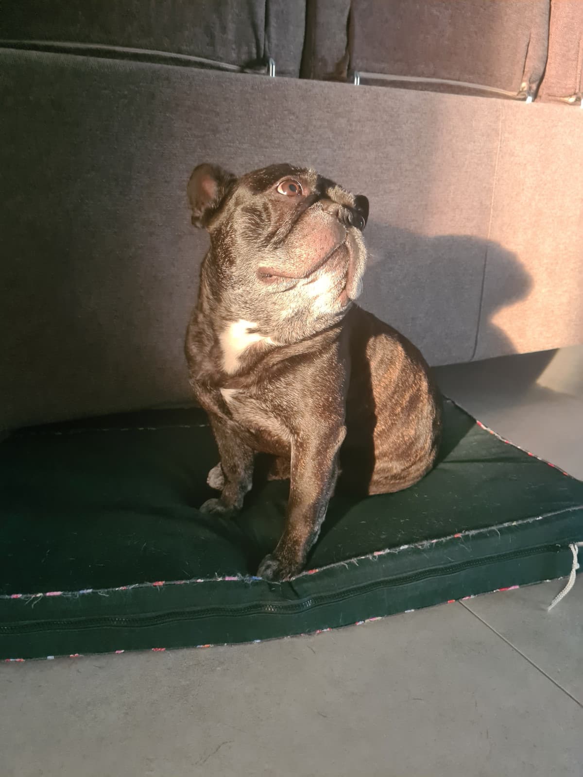 Questo esserino bellissimo ha un tumore, ma andrà bene. Ne sono sicura
