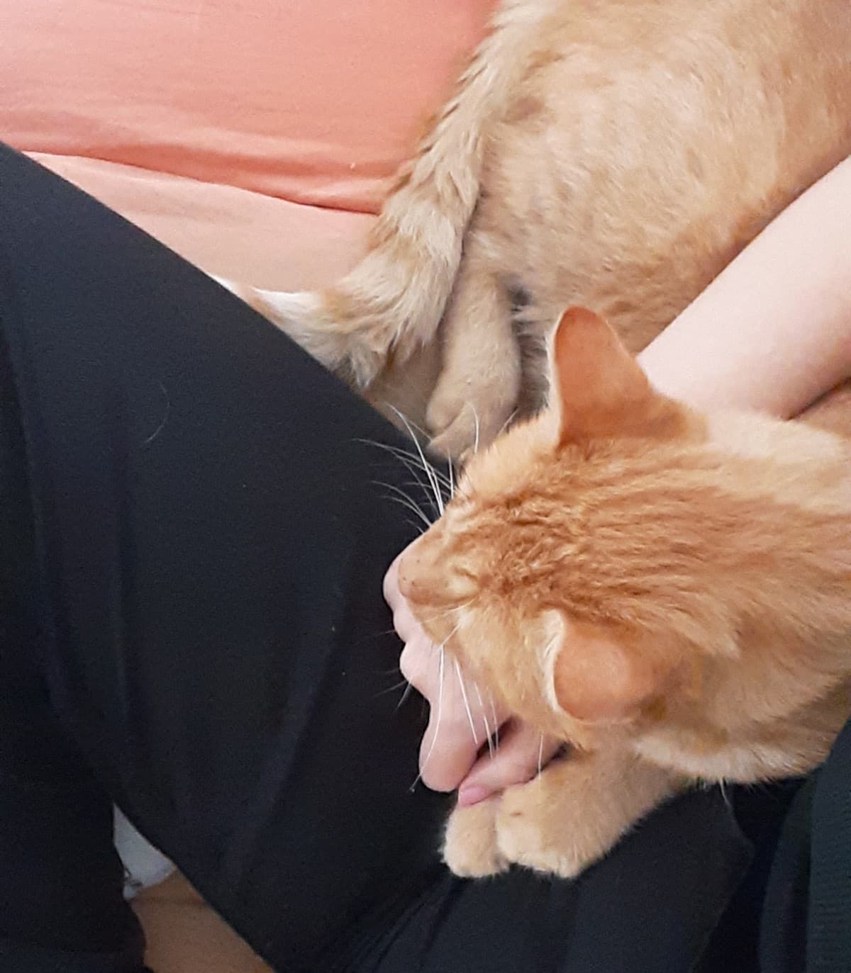 Ok mettiamo che abbiate un figlio un giorno