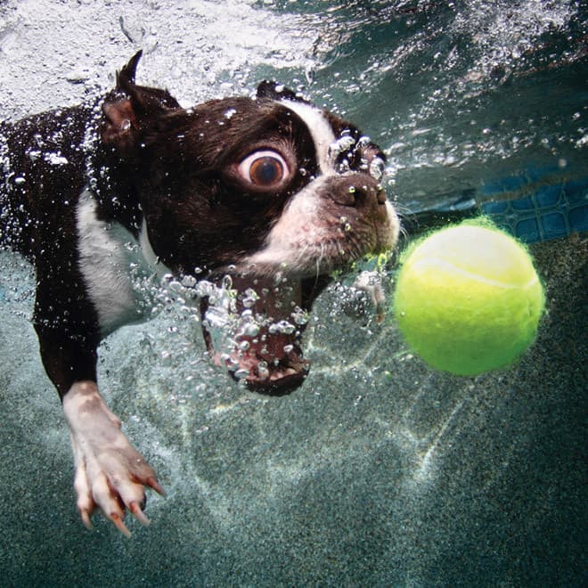 Underwater dogs 