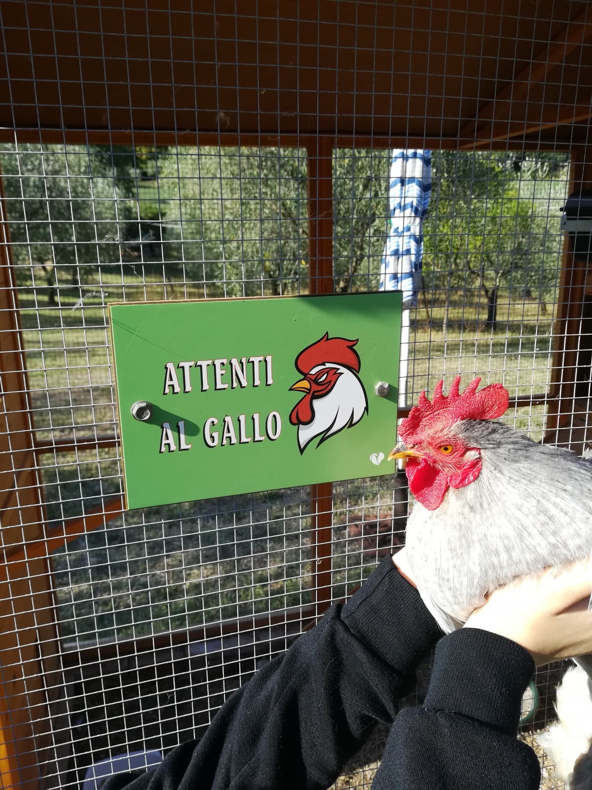 "attenti al gallo" il gallo: