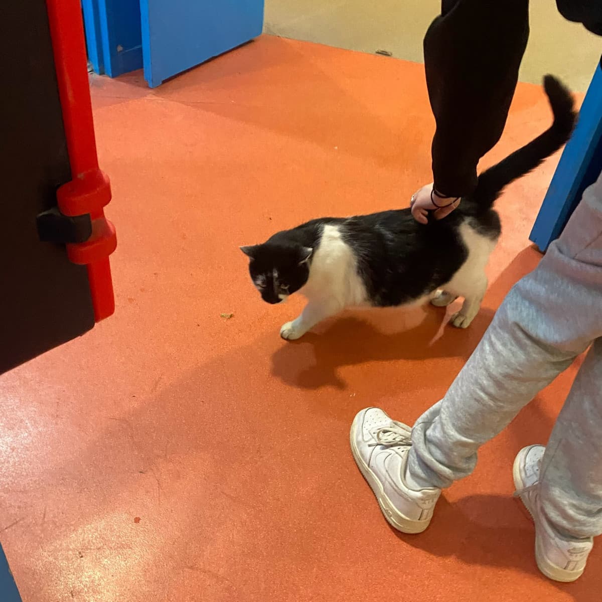 ehm nella mia scuola francese esiste il gatto della scuola. si è proprio quello che pensate, un gatto che gira nei corridoi col permesso della scuola