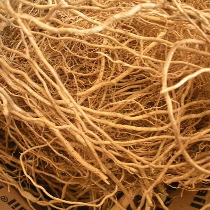 Giorno 10: Vetiver