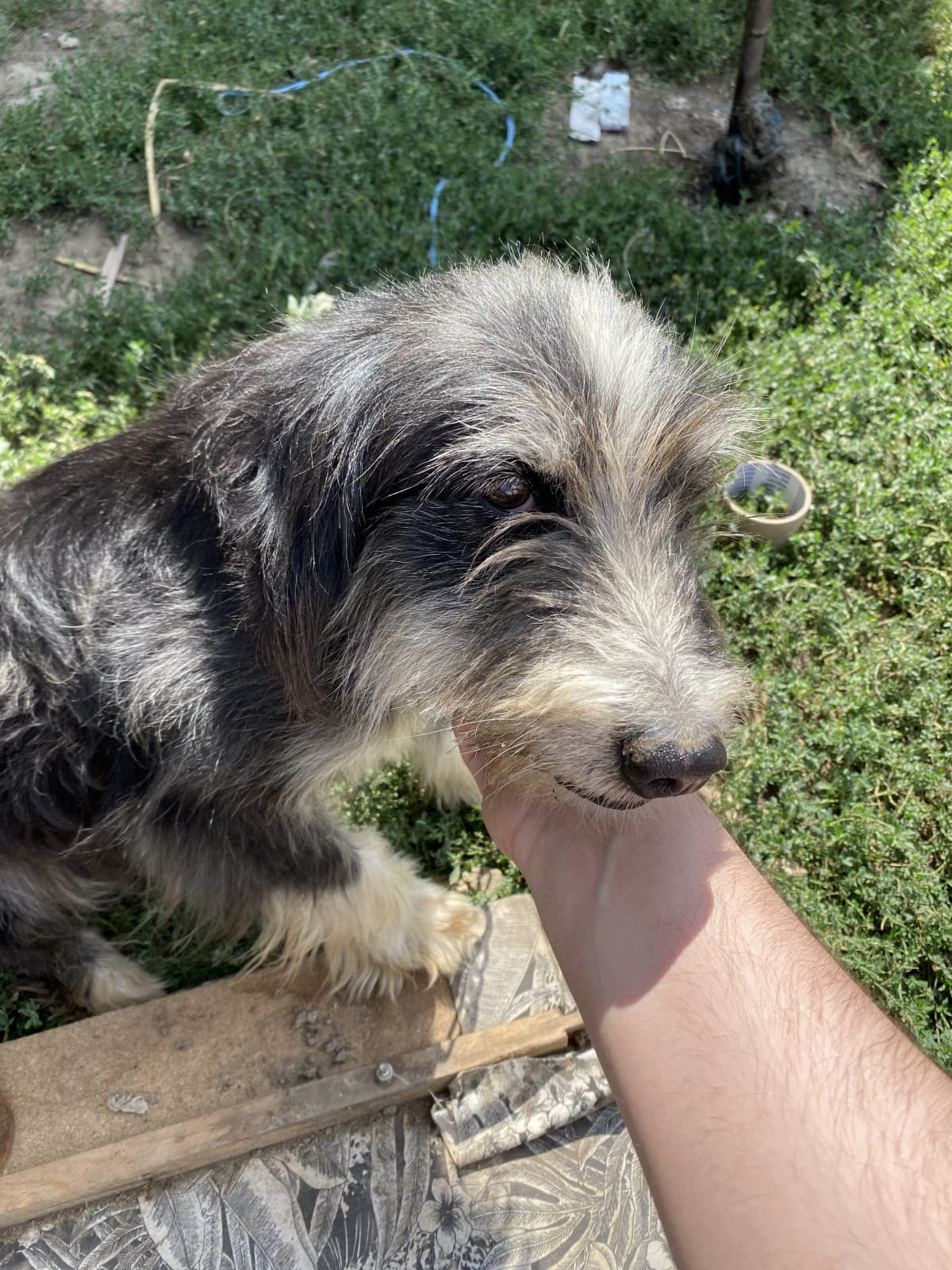 Qualche giorno fa è morto quello che io ho considerato essere il mio primo vero cane