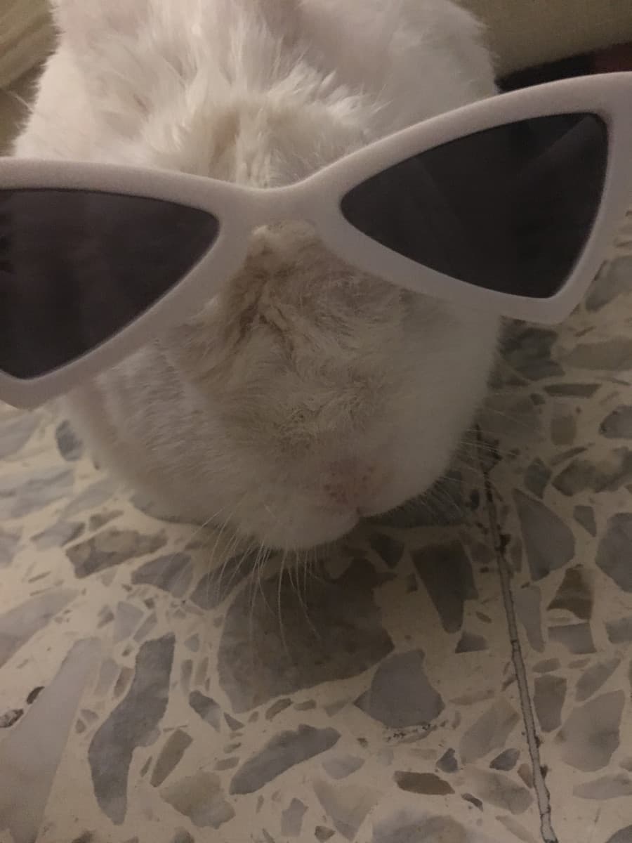 Il mio piccolo big Chungus ( anche se non va più di moda)