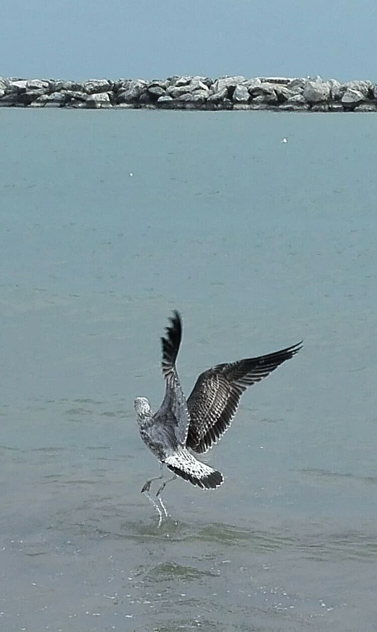 Guardando le foto del mare ho trovato questa e sono rimasta affascinata dalla posizione del gabbiano. Ho in mente di disegnarlo... 