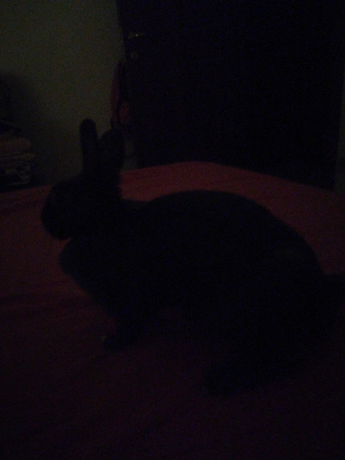 Voi avete i peluche per dormire io ho direttamentea fettoria