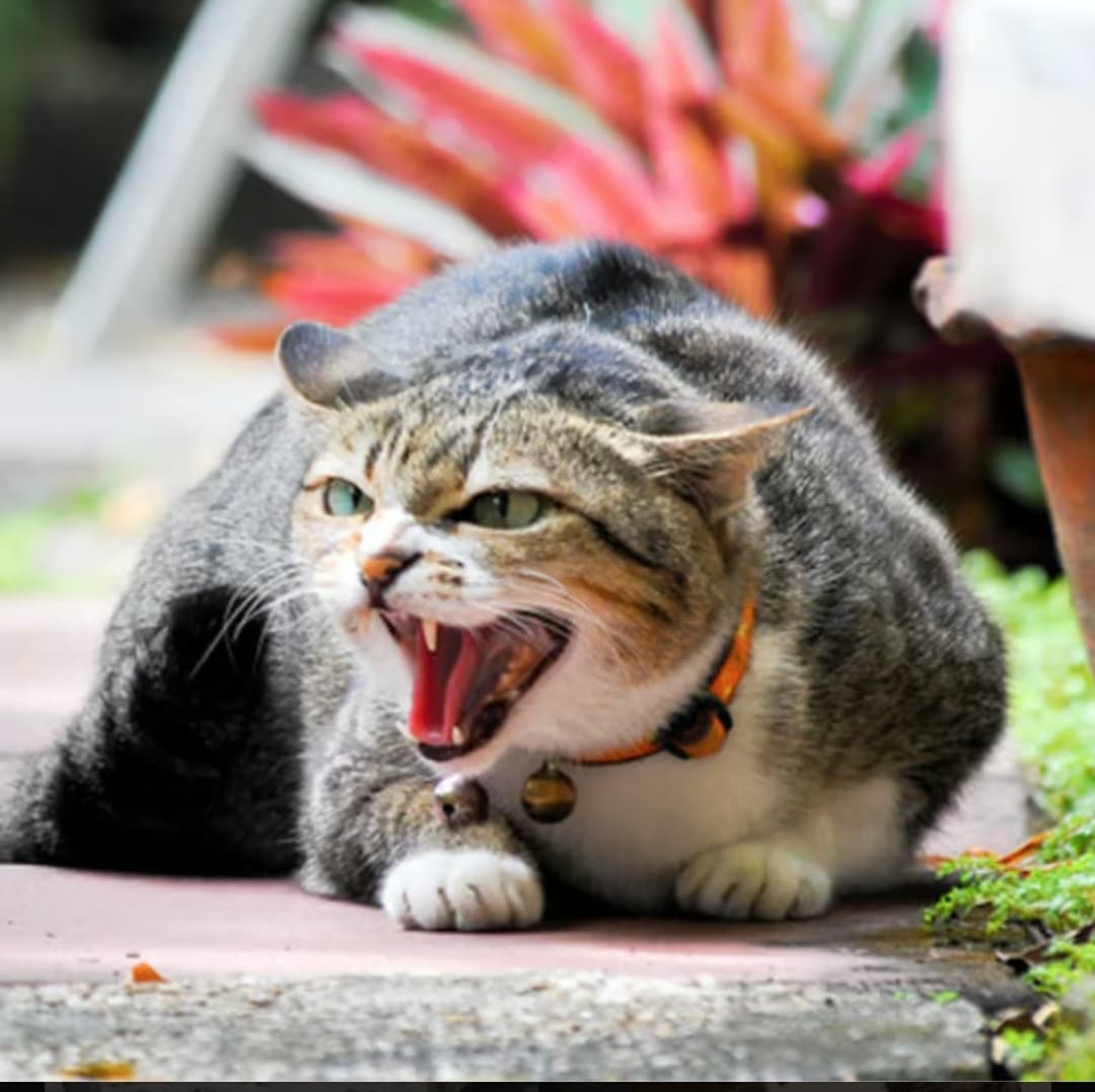 Eccomi, il gatto tigro delle nevi😾😾😾,sono un predatore di topi, (utenti di insegreto)