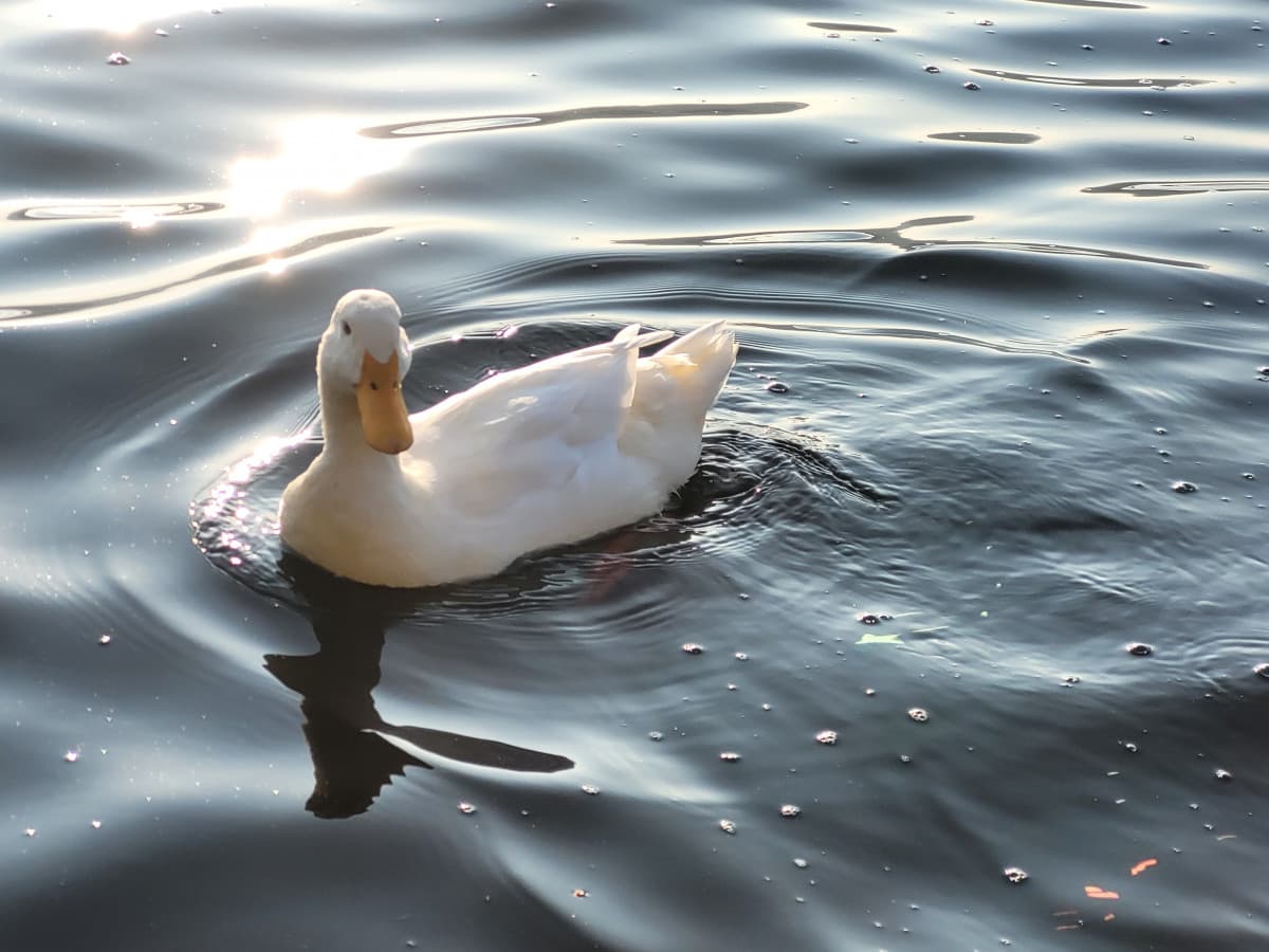 Ieri sono stata al lago con mio padre, abbiamo dato da mangiare alle papere