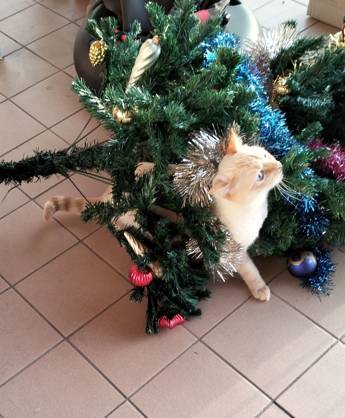 gatto nell'albero 