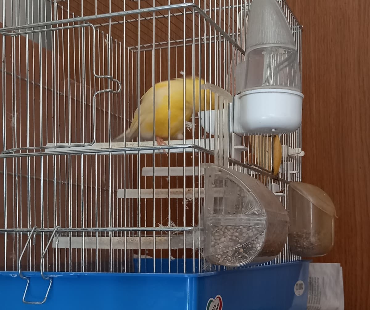 Peppino si abbevera. Fate come Peppino. Rimanete idratati💧🐤