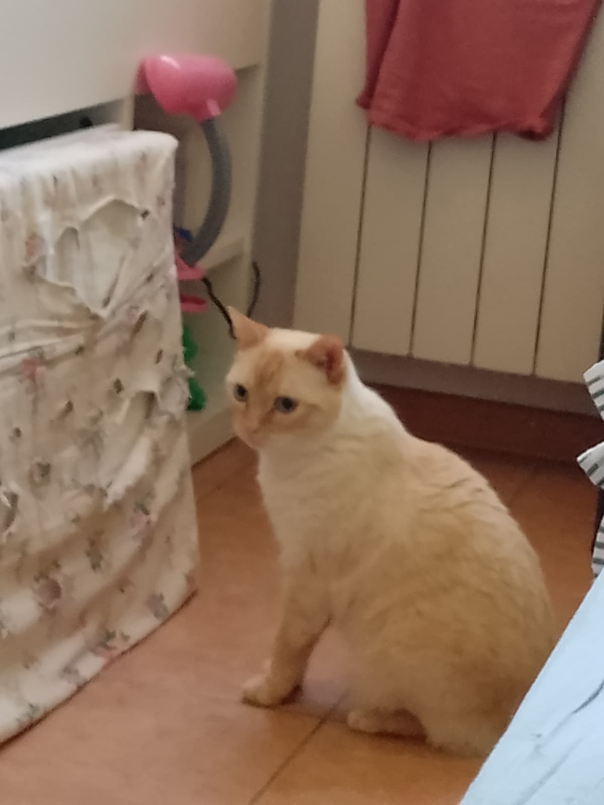 Gatto confuso (so che è sfocata ma vabbè)