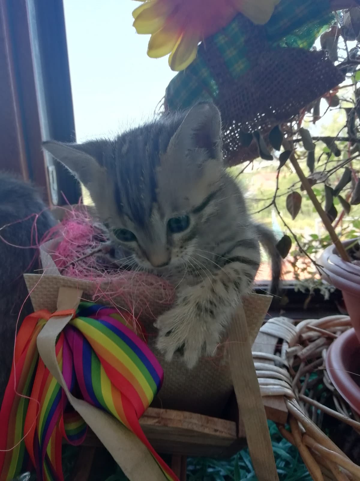 Di prima mattina è finito dentro un vaso.. 