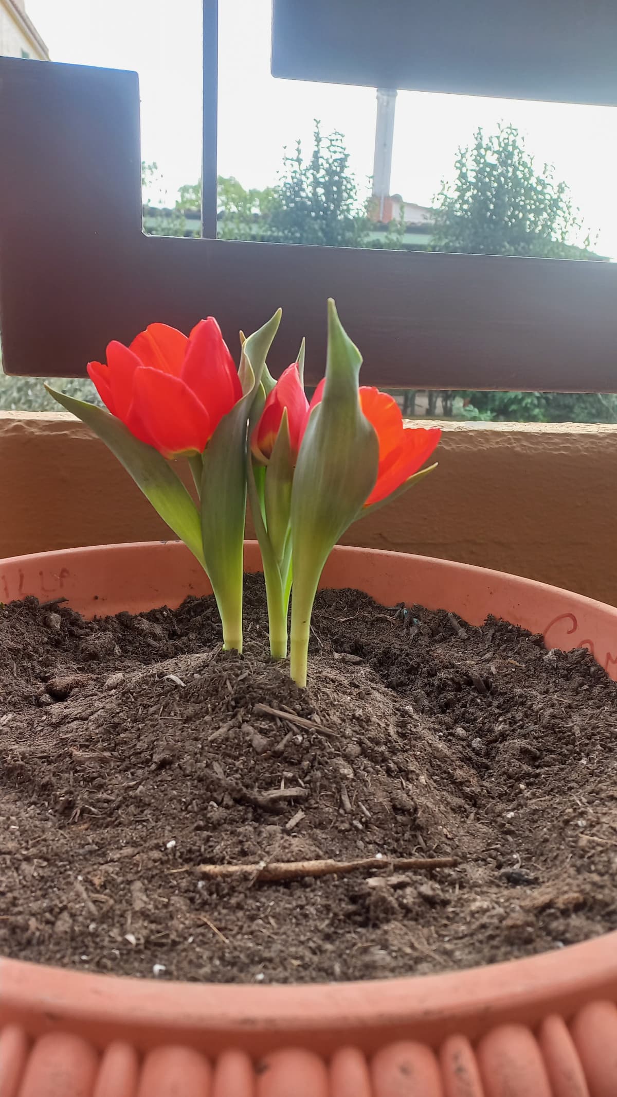 Tulipani tattici