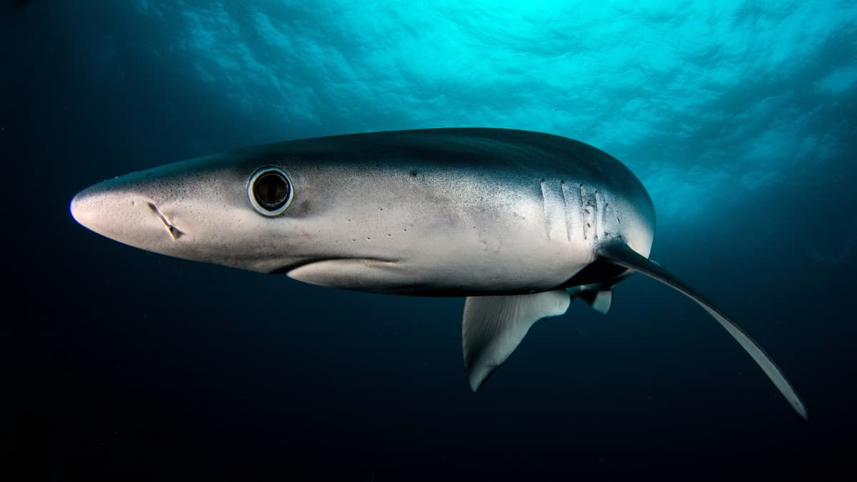 L'ipocrisia dell'uomo, è selettivo pure sulle specie a rischio di estinzione.