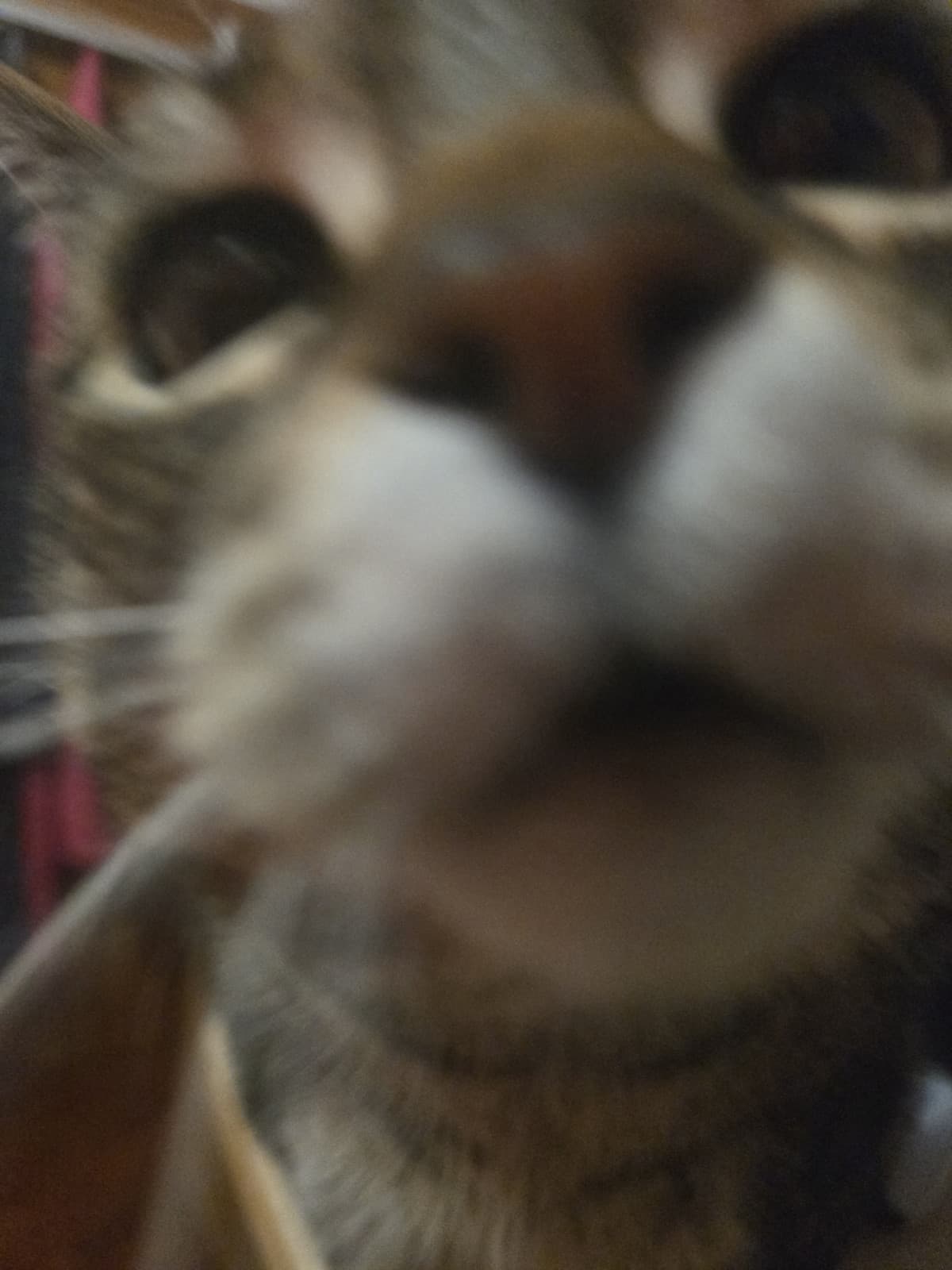 Gattina curiosa 🥰