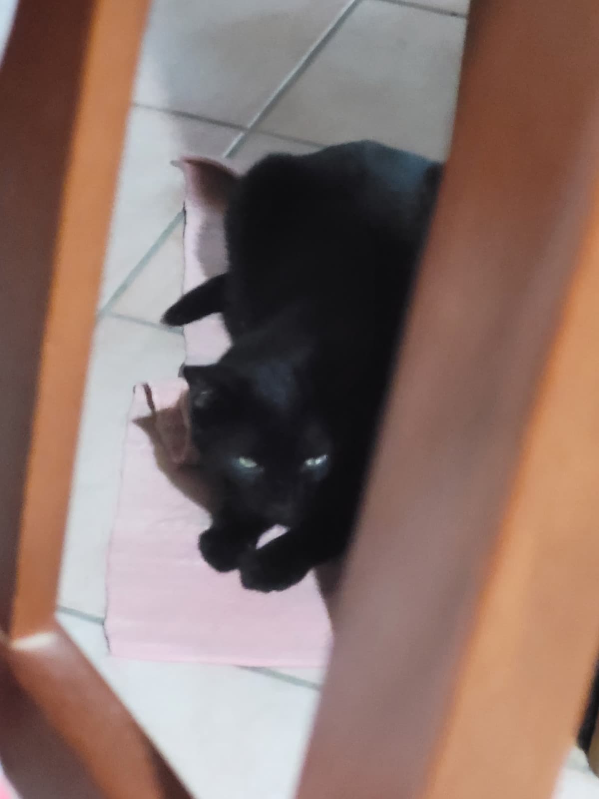 Ho paura Il mio gatto sta pianificando un omicidio