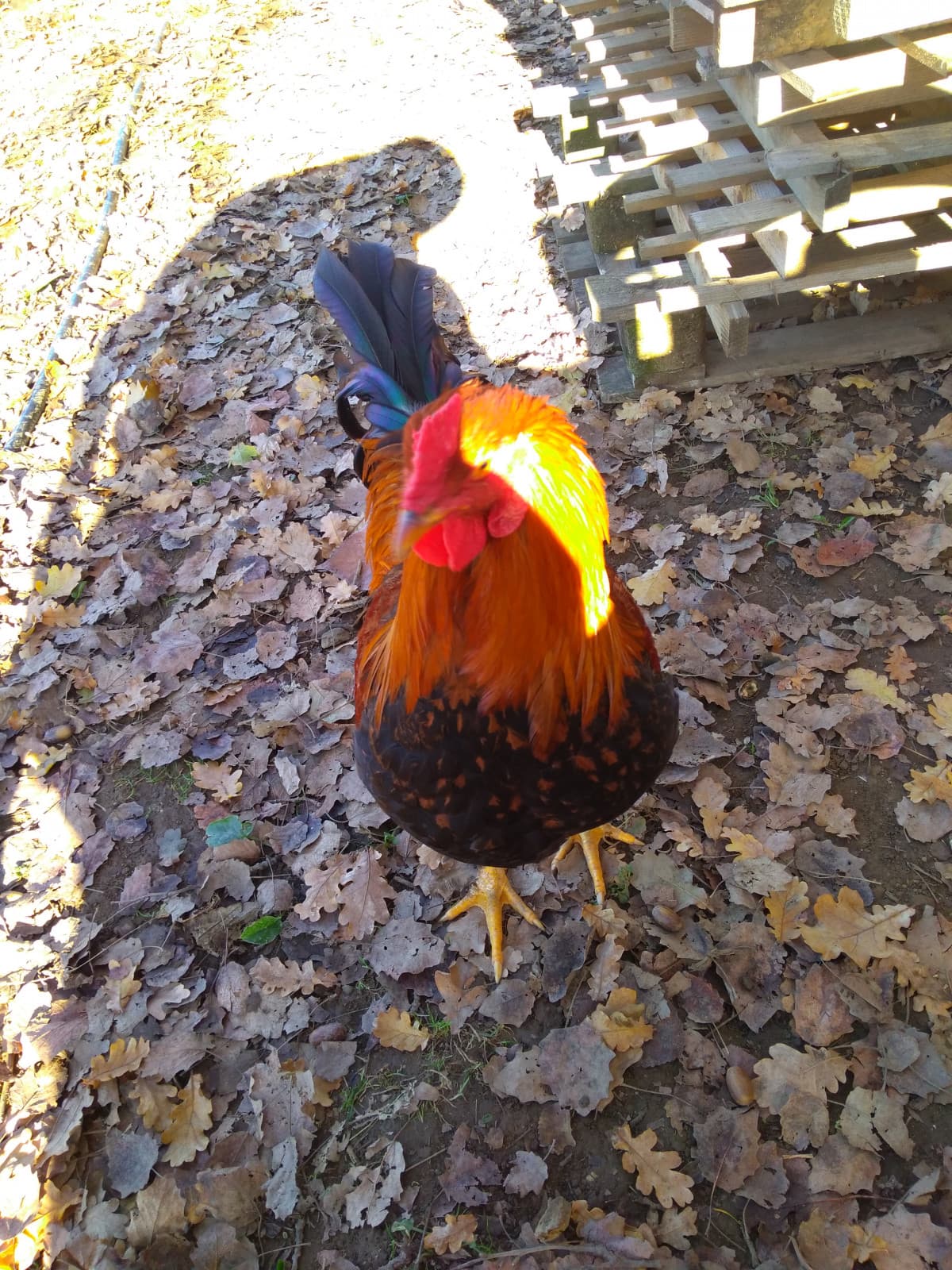 Vi esco un gallo