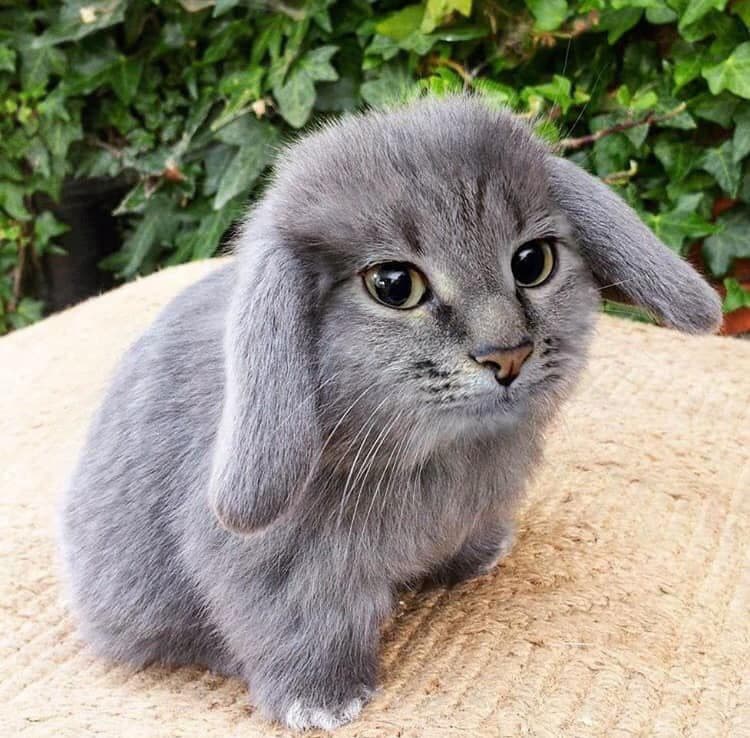 Salutate il gattoniglio