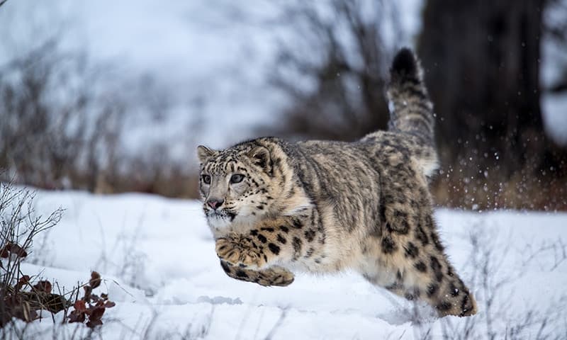 Leopardo delle nevi