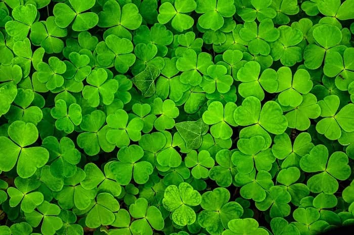 🍀🍀🍀🍀🍀🍀🍀🍀🍀🍀🍀🍀🍀🍀🍀🍀🍀🍀🍀🍀🍀🍀🍀🍀🍀🍀🍀🍀🍀🍀🍀🍀🍀🍀🍀🍀🍀🍀🍀🍀🍀🍀🍀🍀🍀🍀🍀🍀🍀🍀🍀🍀🍀🍀🍀🍀🍀🍀🍀🍀🍀🍀🍀🍀🍀🍀🍀🍀🍀🍀🍀🍀🍀🍀🍀🍀🍀🍀🍀🍀🍀🍀🍀🍀🍀🍀🍀🍀🍀🍀🍀🍀🍀🍀🍀🍀🍀🍀🍀🍀🍀🍀🍀🍀🍀🍀🍀🍀🍀🍀🍀🍀🍀🍀🍀🍀🍀🍀🍀🍀🍀🍀🍀🍀🍀🍀🍀🍀🍀🍀🍀🍀🍀🍀🍀🍀🍀🍀🍀🍀🍀🍀🍀🍀🍀🍀🍀🍀🍀🍀🍀🍀🍀🍀🍀🍀🍀🍀🍀🍀🍀🍀🍀🍀🍀🍀🍀🍀🍀🍀🍀🍀🍀🍀🍀🍀🍀🍀🍀🍀🍀🍀🍀🍀🍀🍀🍀🍀🍀🍀🍀🍀🍀🍀🍀🍀🍀🍀🍀🍀🍀🍀🍀🍀🍀🍀🍀🍀🍀🍀🍀🍀🍀🍀🍀🍀🍀🍀🍀🍀🍀🍀🍀🍀🍀🍀🍀🍀🍀🍀🍀🍀🍀🍀🍀🍀🍀🍀🍀🍀🍀🍀🍀🍀🍀🍀🍀🍀🍀🍀🍀🍀🍀🍀🍀🍀