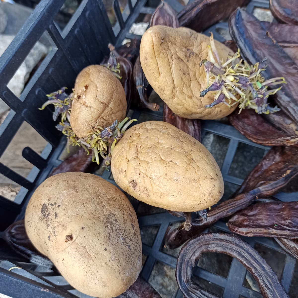 Mi inquieta sempre il gatto che le patate siano in grado di mettere su radici e germogliare anche in assenza di luce, acqua e terreno