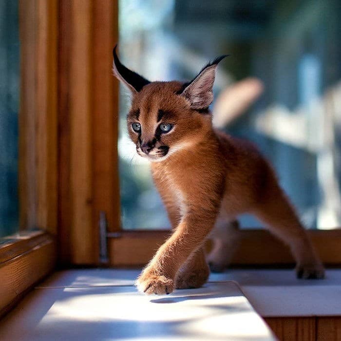 È classificato l’animale più bello al mondo da migliaia di persone.