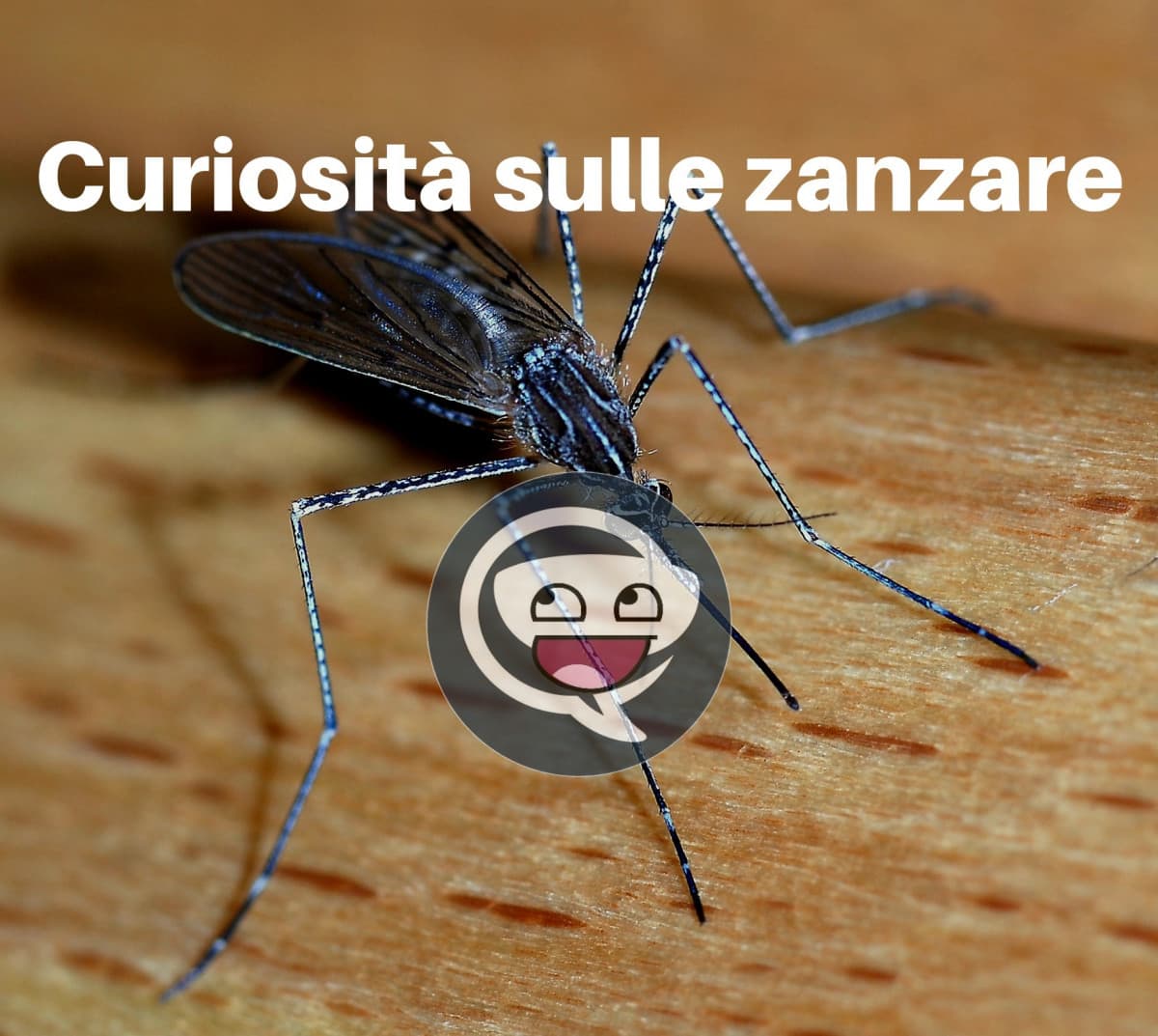 Curiosità sulle zanzare 