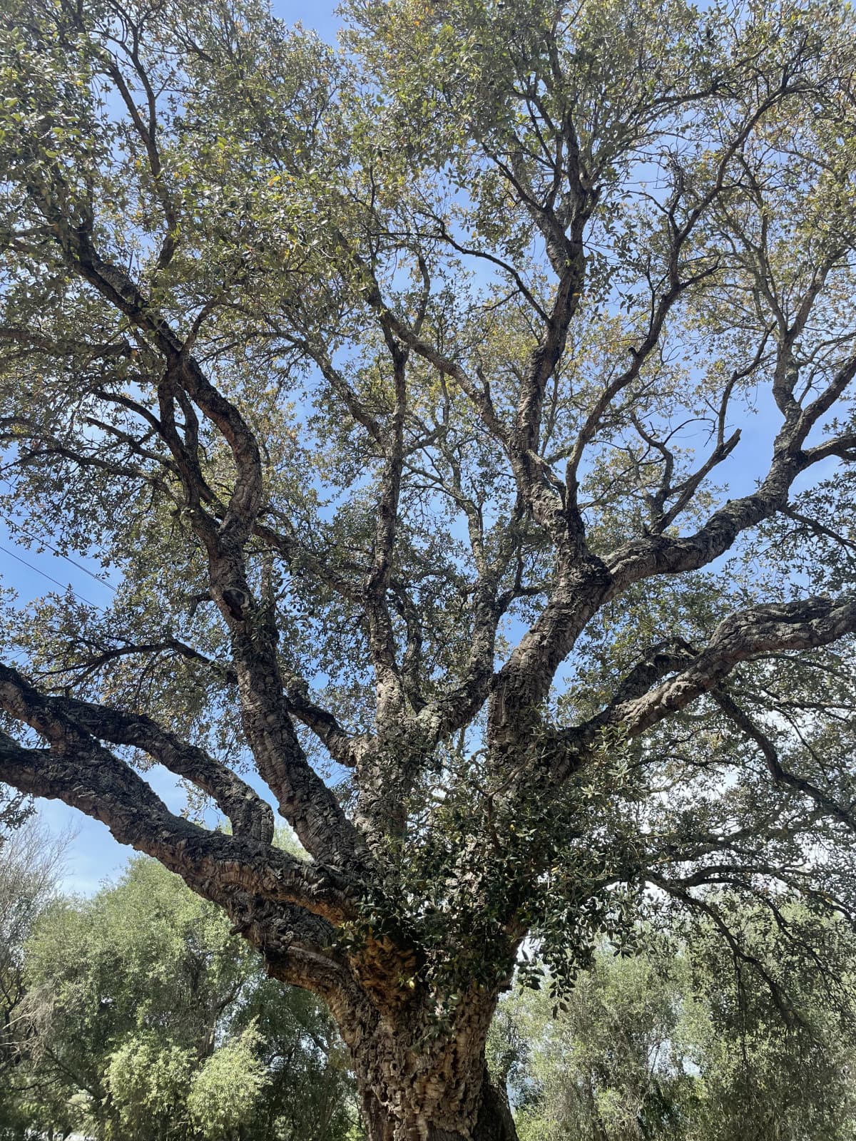 Sono risultata di nuovo positiva al covid. Sto odiando questa situazione. Per fortuna il giardino di casa mia è grande e posso stare fuori almeno mezz’ora 