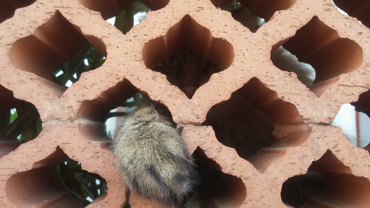 La zampetta più morbida del mondo