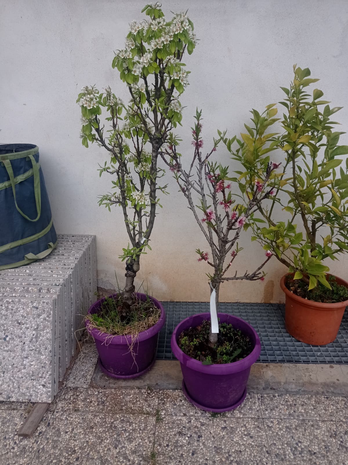 Giardino di casa mia pt.43 🏡🍐🍑🌸🌺🌼🏵️ È INIZIATA LA PRIMAVERA! 🥰😍❤️