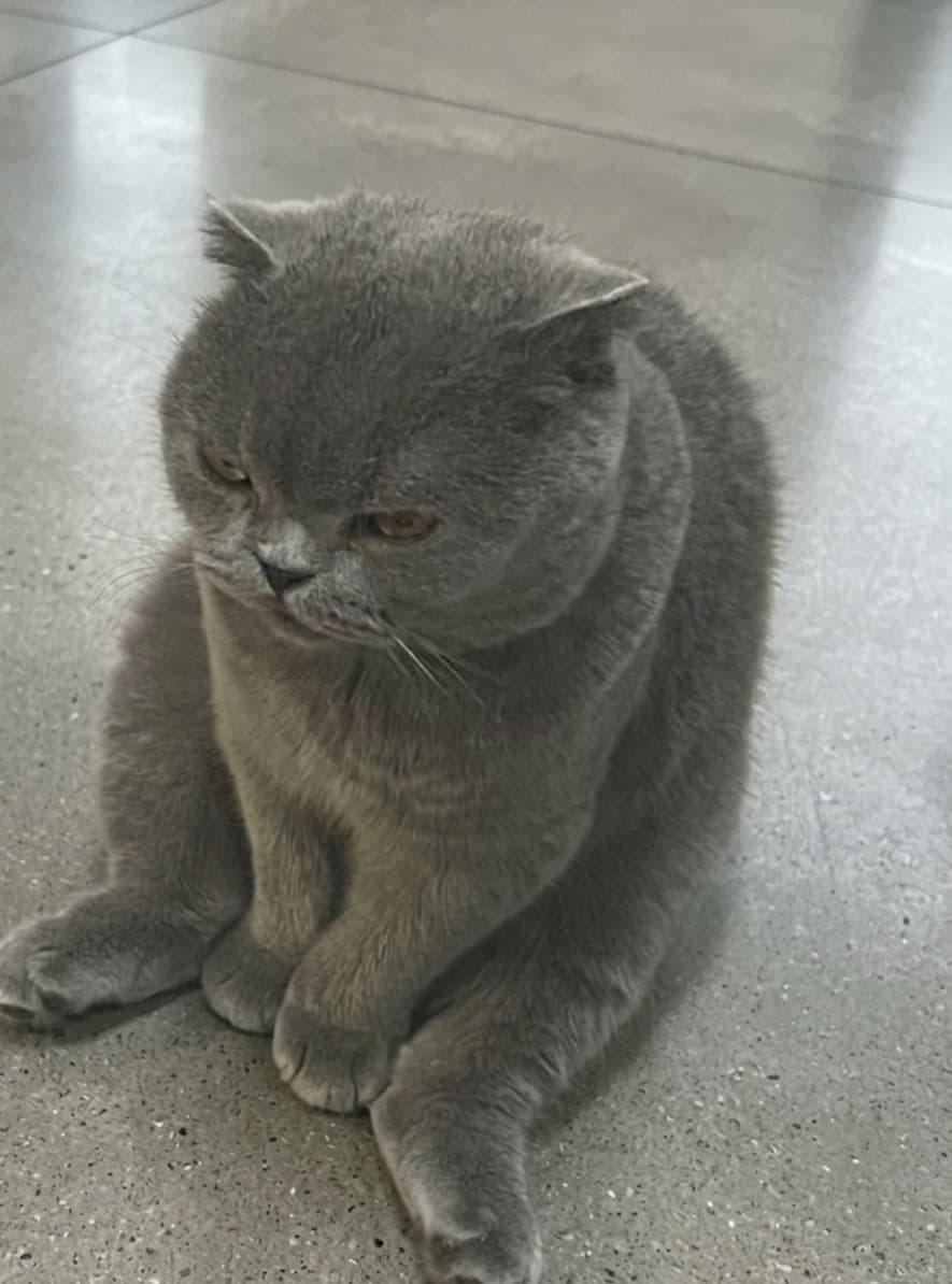 Combatterò i psicopatici della merda con la mia gatta che guarda male mamma mentre ne parla. 