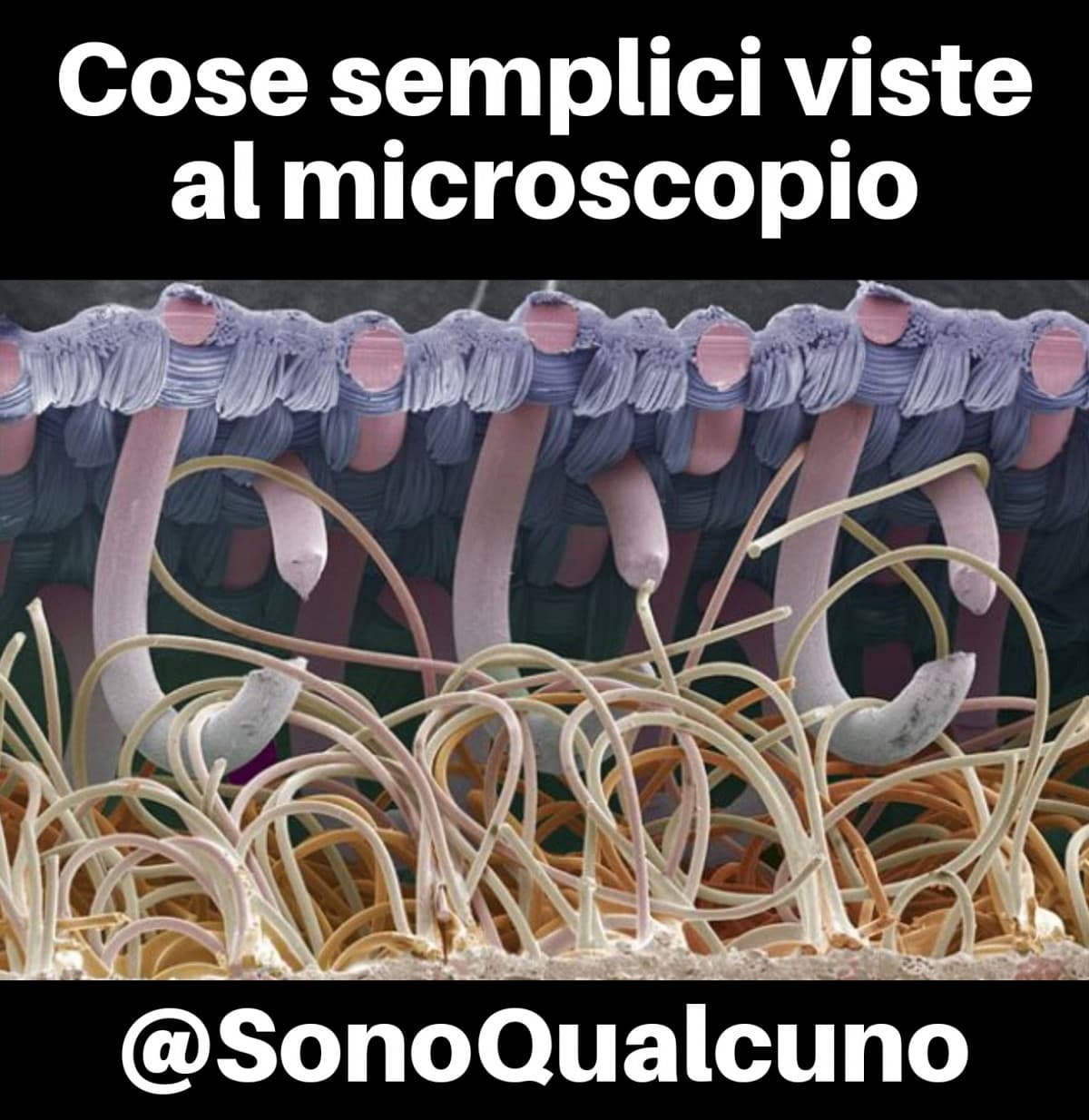 Cose semplici viste al microscopio 