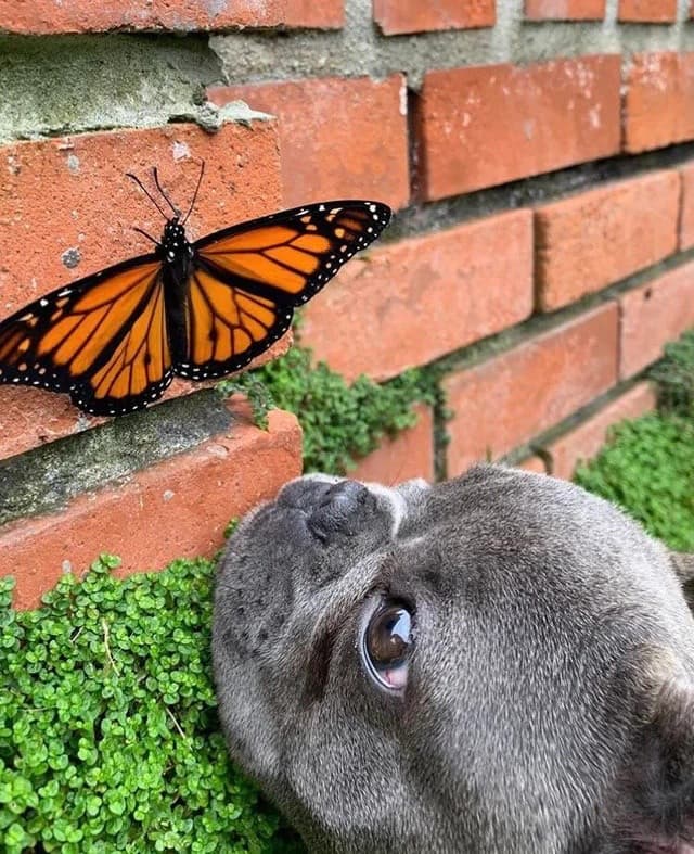 Secondo voi cosa sta pensando il cane?