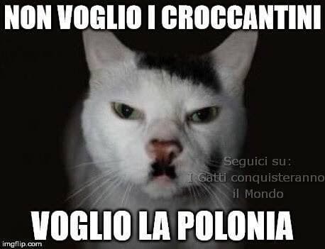 I gatti conquisteranno il mondo... 