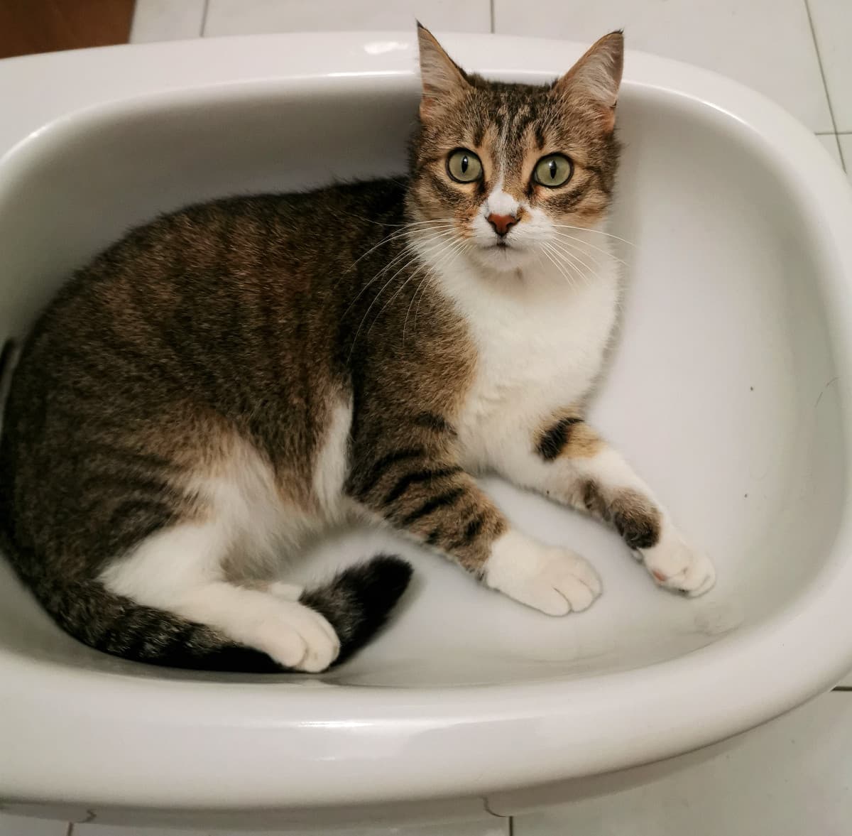 Il gatto nel bidet non potevo non uscirlo