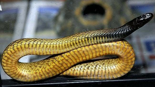 Il serpente più velenoso del mondo 