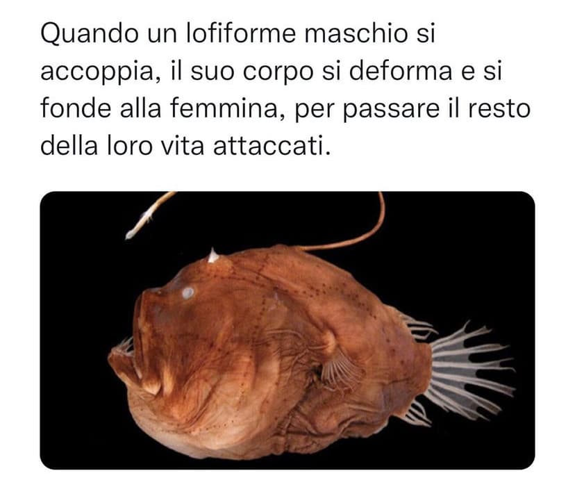 Ti va di fare come i lofiformi?