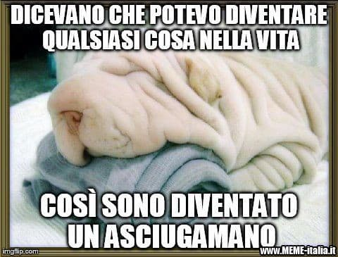 Potere del cane asciugamano!