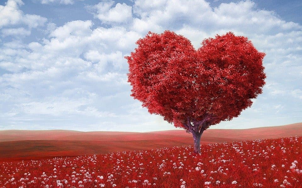 Vi ripulisco le notifiche da stanotte con questo albero a cuore, così oltre ai gore vi subite pure le cose romantiche. (per qualcuno questa potrebbe essere peggio dei gore, mi scuso) 