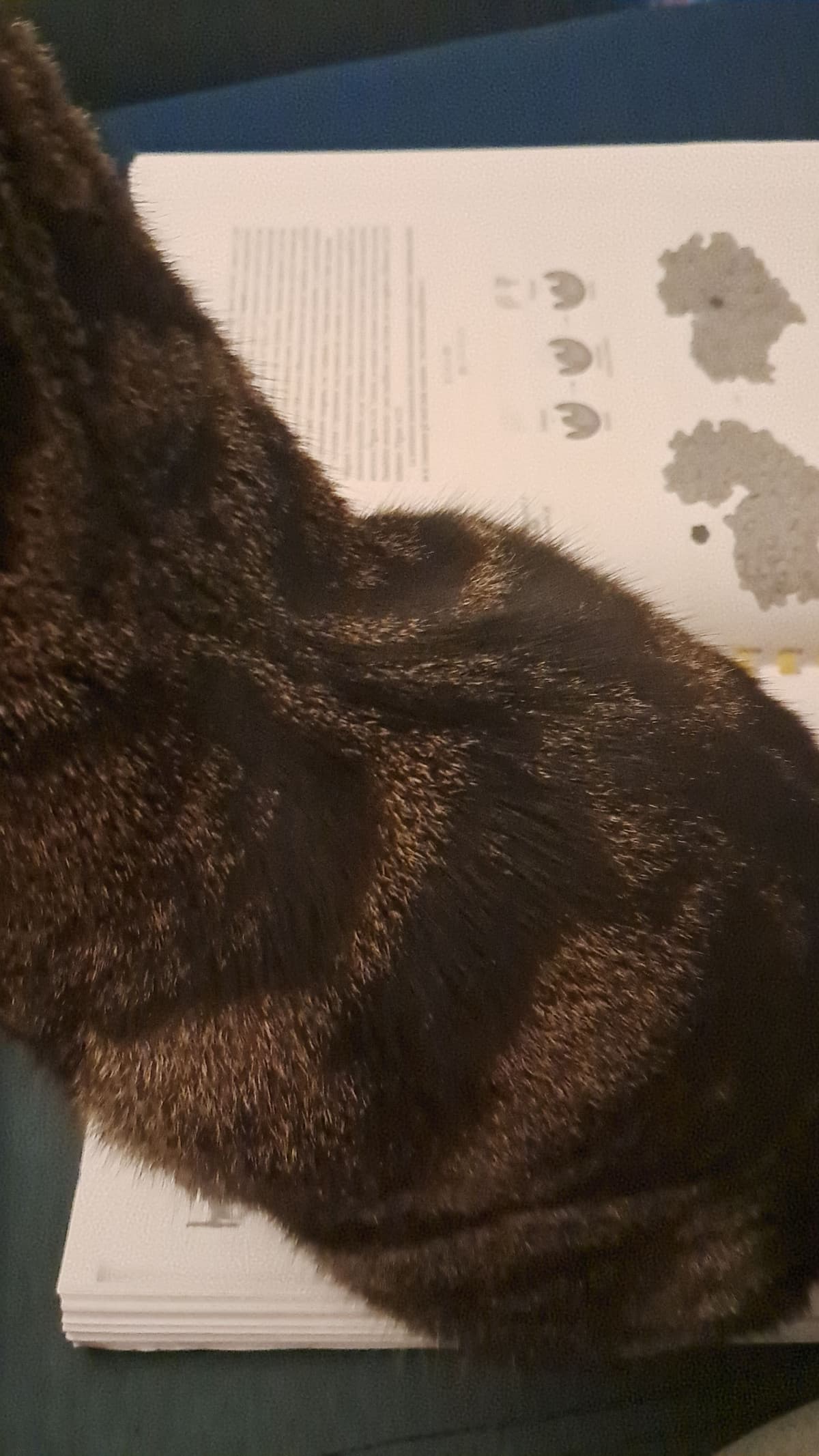 Ciao ragazzi la mia gattina ha appena