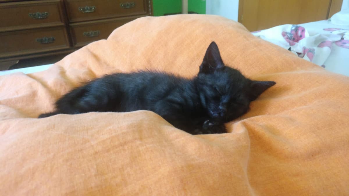 Ciao, ricompaio per vantarmi del mio nuovo gatto/pipistrello