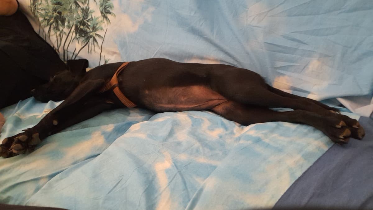 Mio padre ieri:"Scordati che il cane salga sul divano e sui letti"
Mio padre oggi:*si sposta dal divano*"Si ma Athena si vuole riposare"